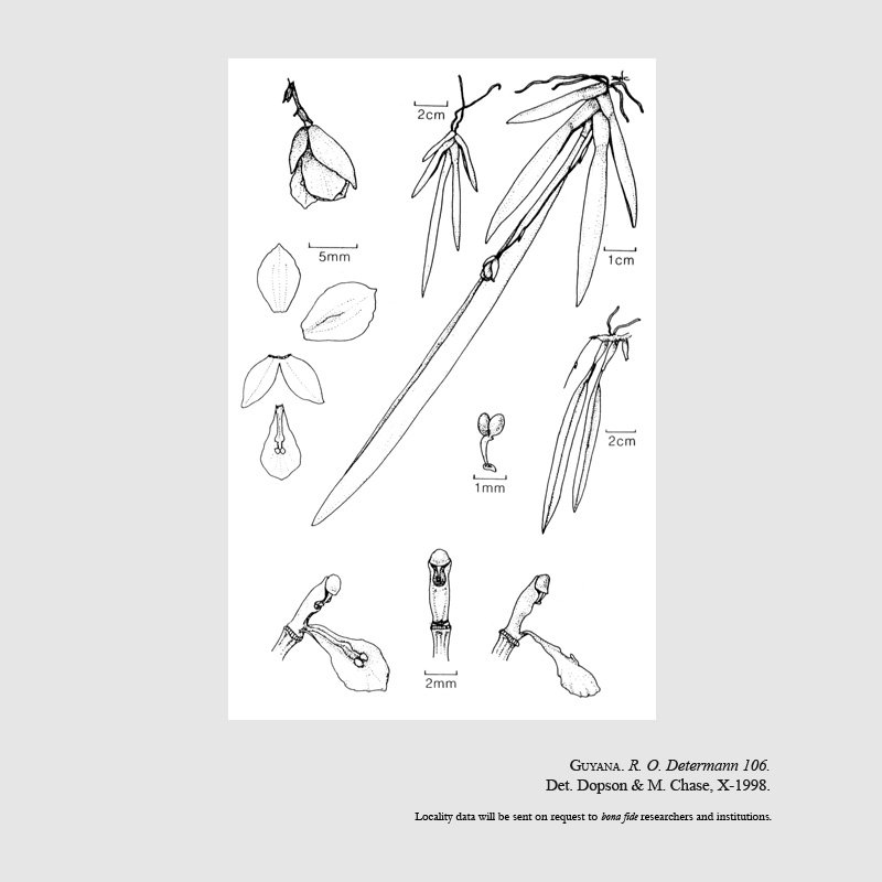 Comparettia ecalcarata